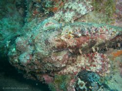 Scorpionfish. West Palm Beach, Florida. Casio Exilim EX-Z40. by Mark Hoevenaars 